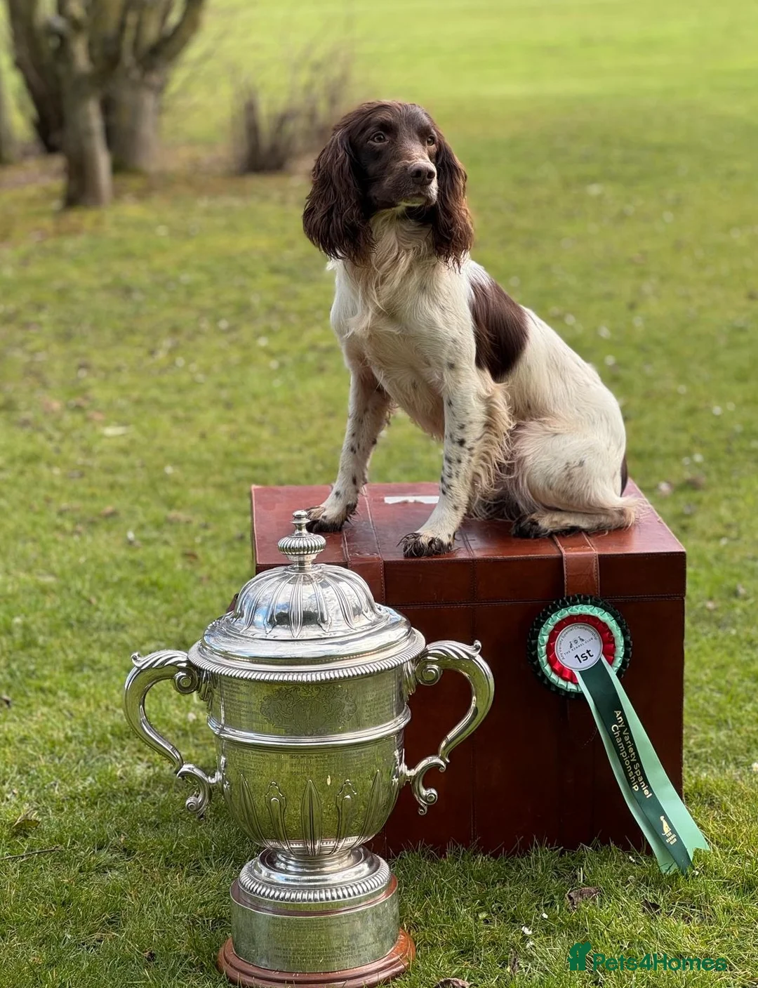 English Springer Spaniel dogs for stud: CHAMPIONSHIP WINNER 2025,ROSEBAY BLUE,HEALTHTESTED in Bristol - Advert 13