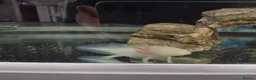 Axolotl reptiles for sale: Axolotl albino  - Advert 4