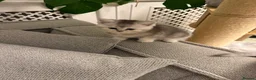 British Shorthair cats for sale: British shorthair kittens  - Advert 6