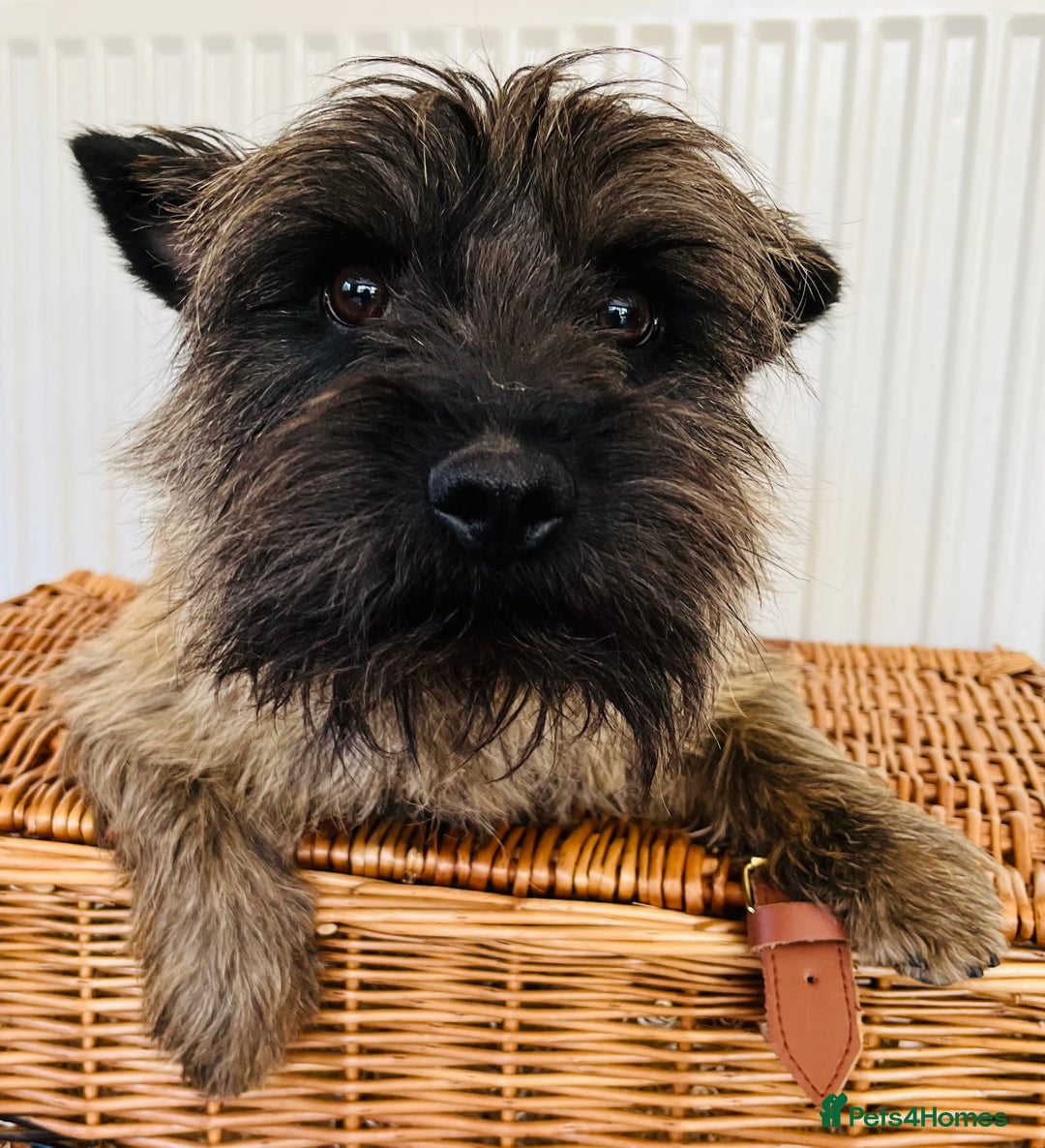 Cairn Terrier dogs for stud: Stunning kc reg CAIRN STUD in Doncaster - Advert 4