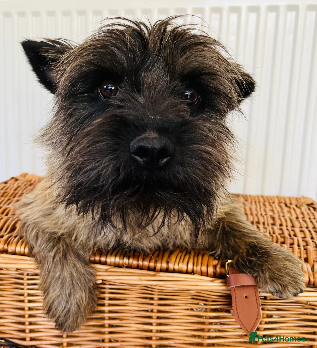 Cairn Terrier dogs for stud: Stunning kc reg CAIRN STUD in Doncaster - Advert 4