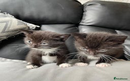 Mixed Breed cats for sale: Gorgeous kittens black and white - Image 9