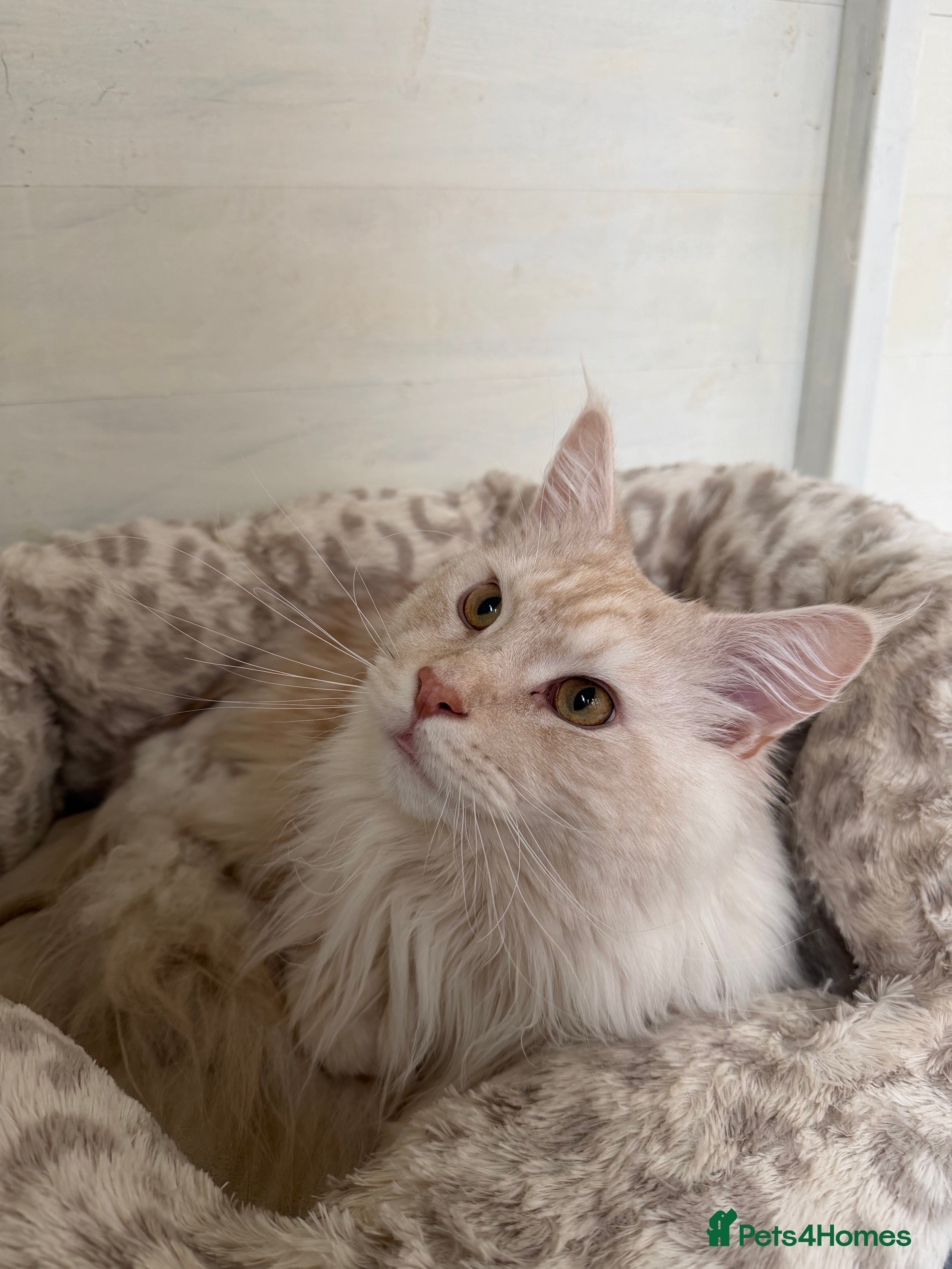 Maine Coon cats TICA Pedigree Maine Coon STUD - Advert 16