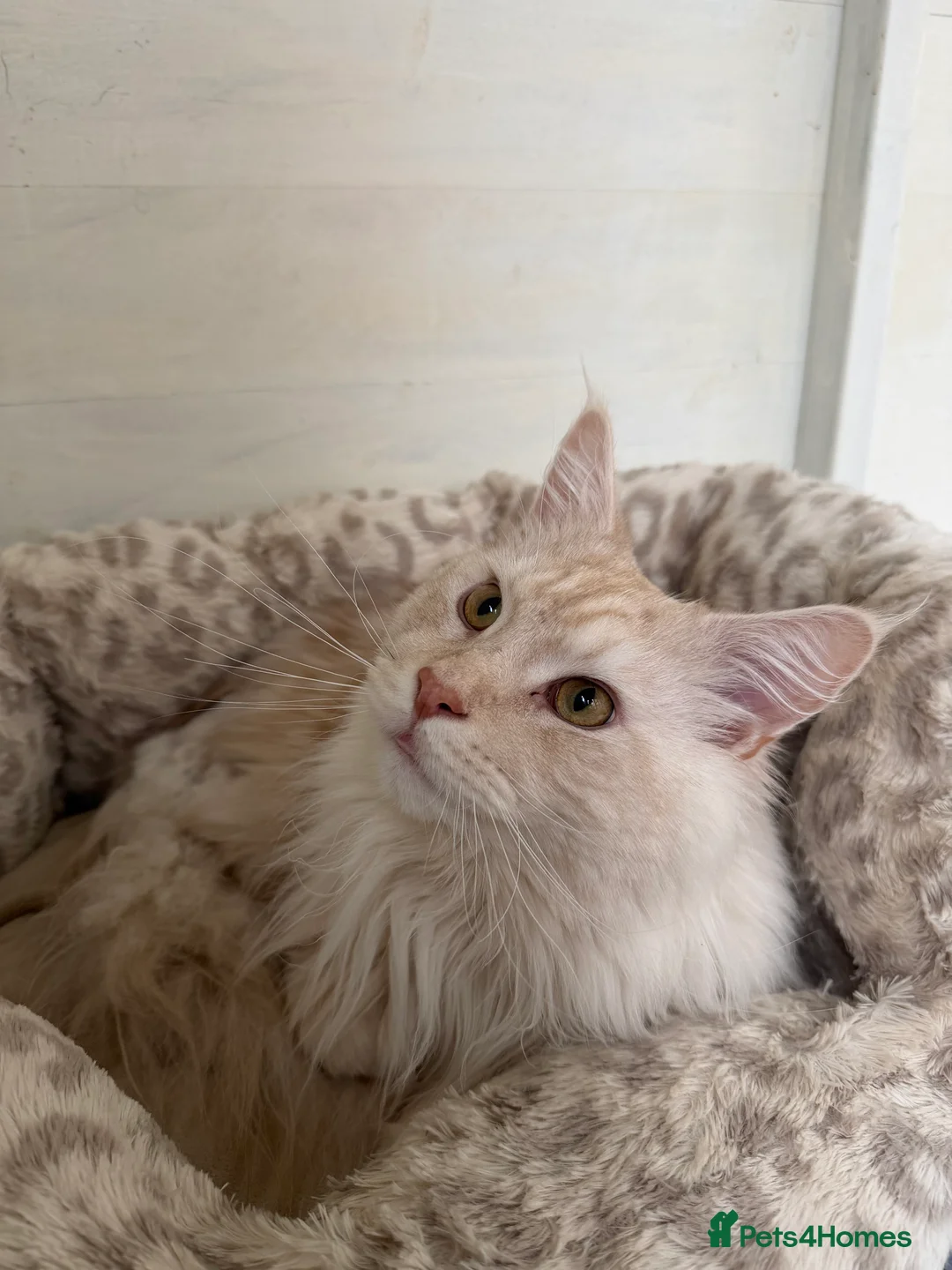 Maine Coon cats for stud: TICA Pedigree Maine Coon STUD - Advert 1