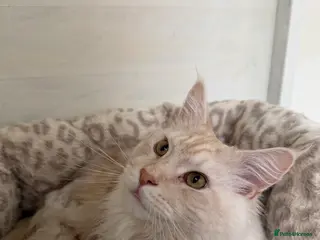 Maine Coon cats TICA Pedigree Maine Coon STUD - Advert 16