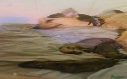 Lurcher dogs for sale: Brindle Lurcher Males ready now  - Advert 5