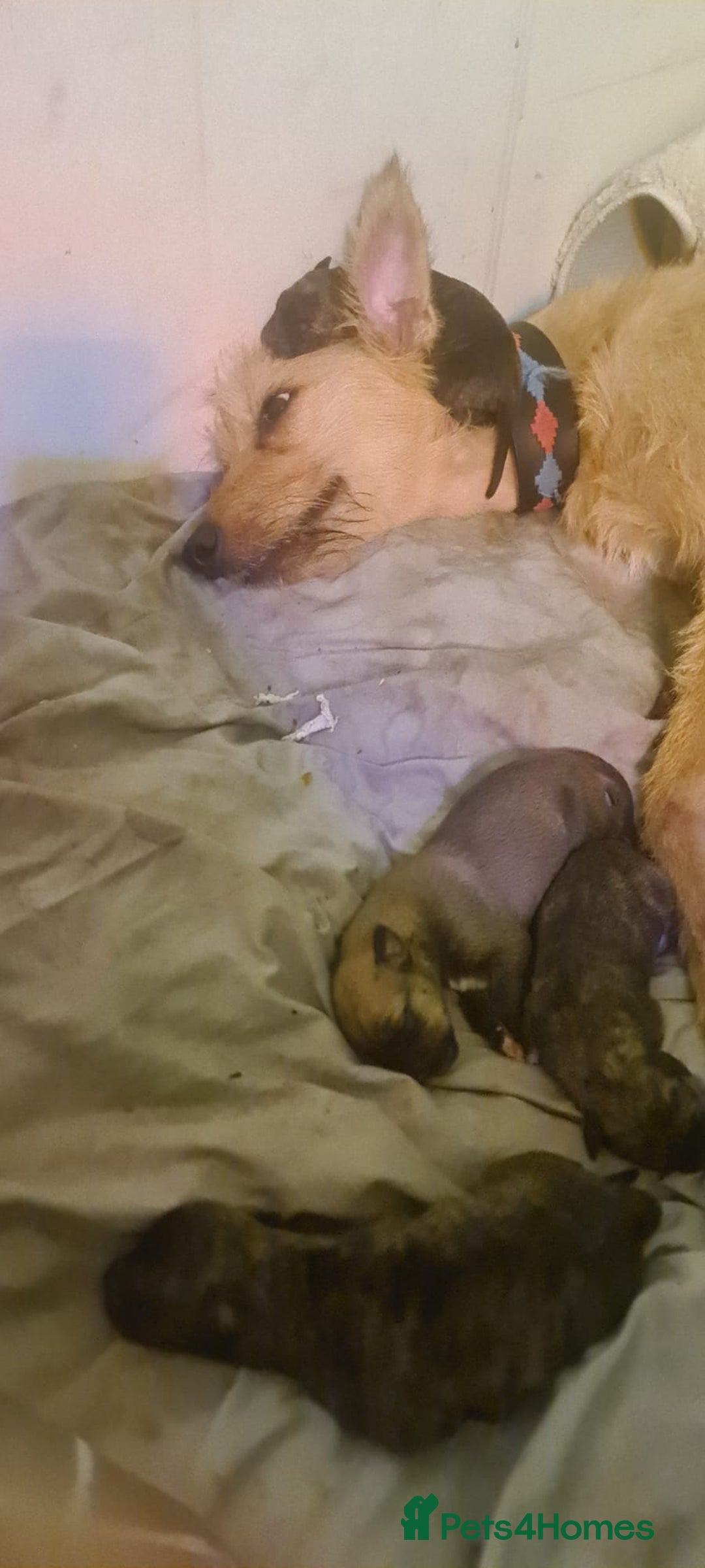 Lurcher dogs for sale: Brindle Lurcher Males ready now  - Advert 5