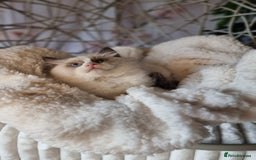 Ragdoll cats for sale: Quality Tica reg Ragdoll kittens  - Image 21