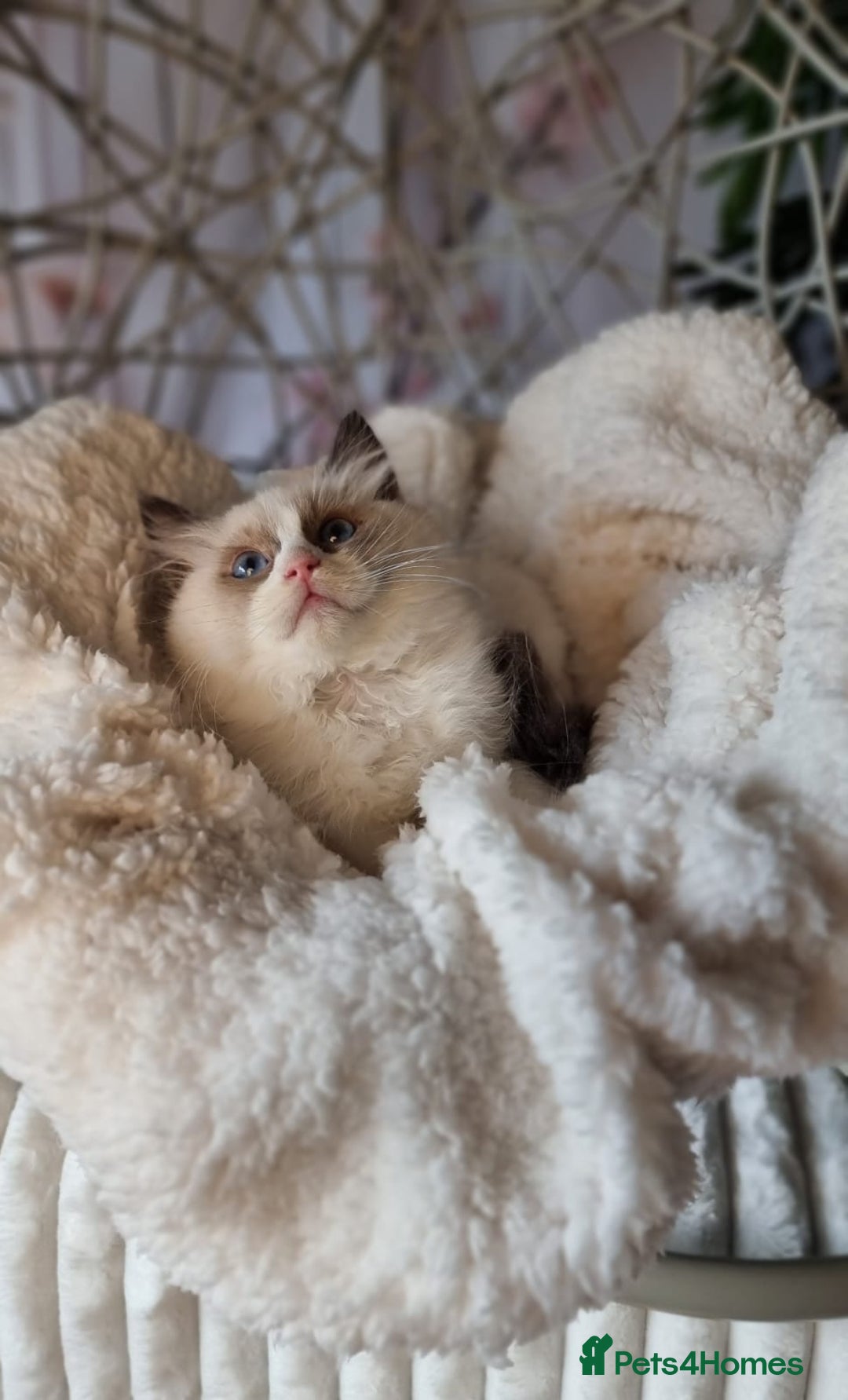 Ragdoll cats for sale: Quality Tica reg Ragdoll kittens  - Image 21