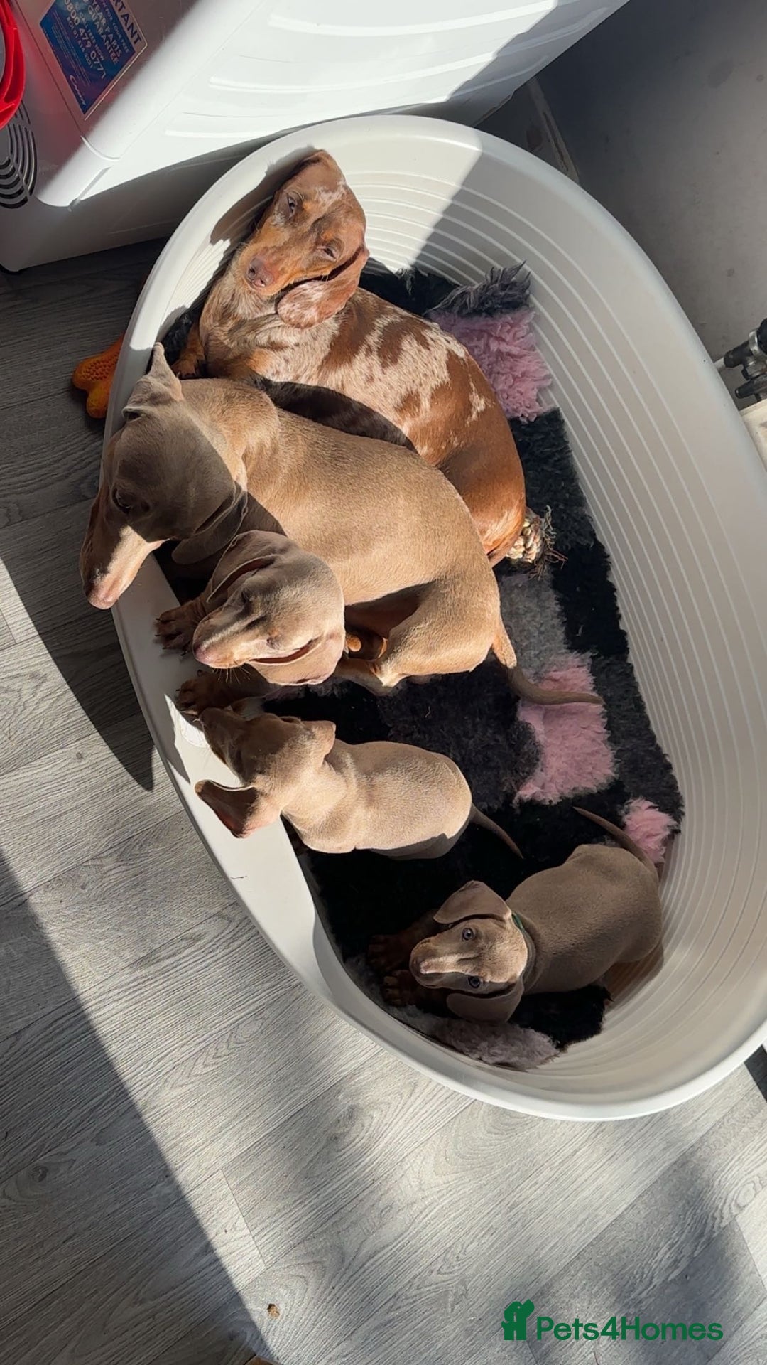 Miniature Dachshund dogs for sale: Miniature dachshund - Image 3