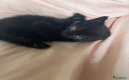 Mixed Breed cats for sale: 3 Beautiful and Playful Kittens - Image 7