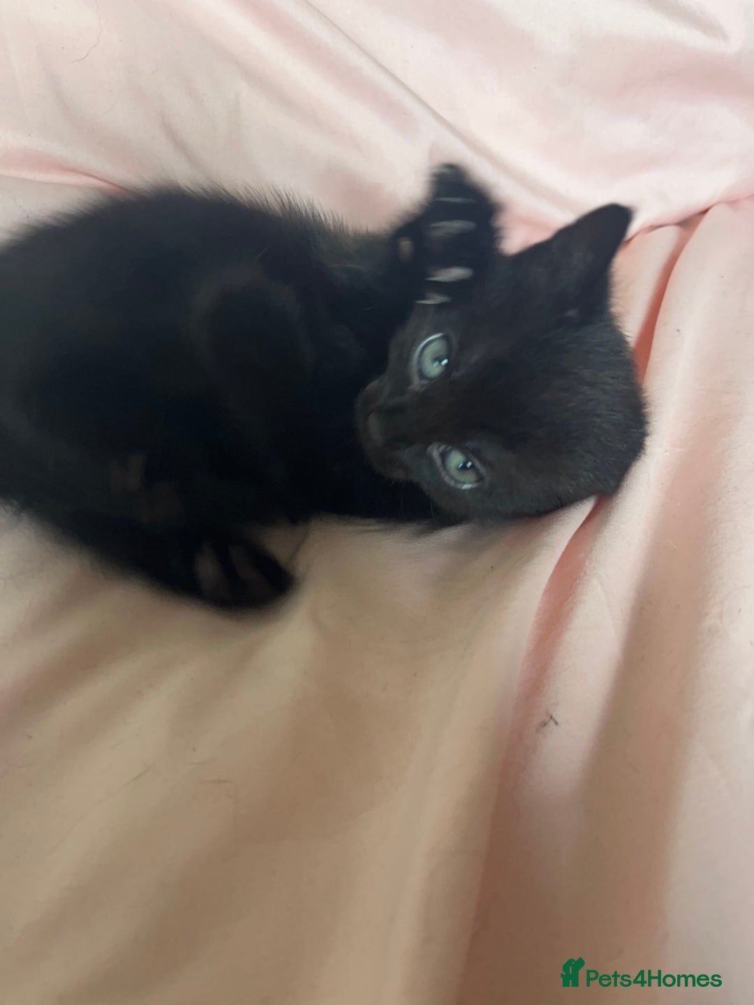 Mixed Breed cats for sale: 3 Beautiful and Playful Kittens - Image 7