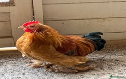 Chickens poultry for sale: 4x pekin bantams  - Image 3