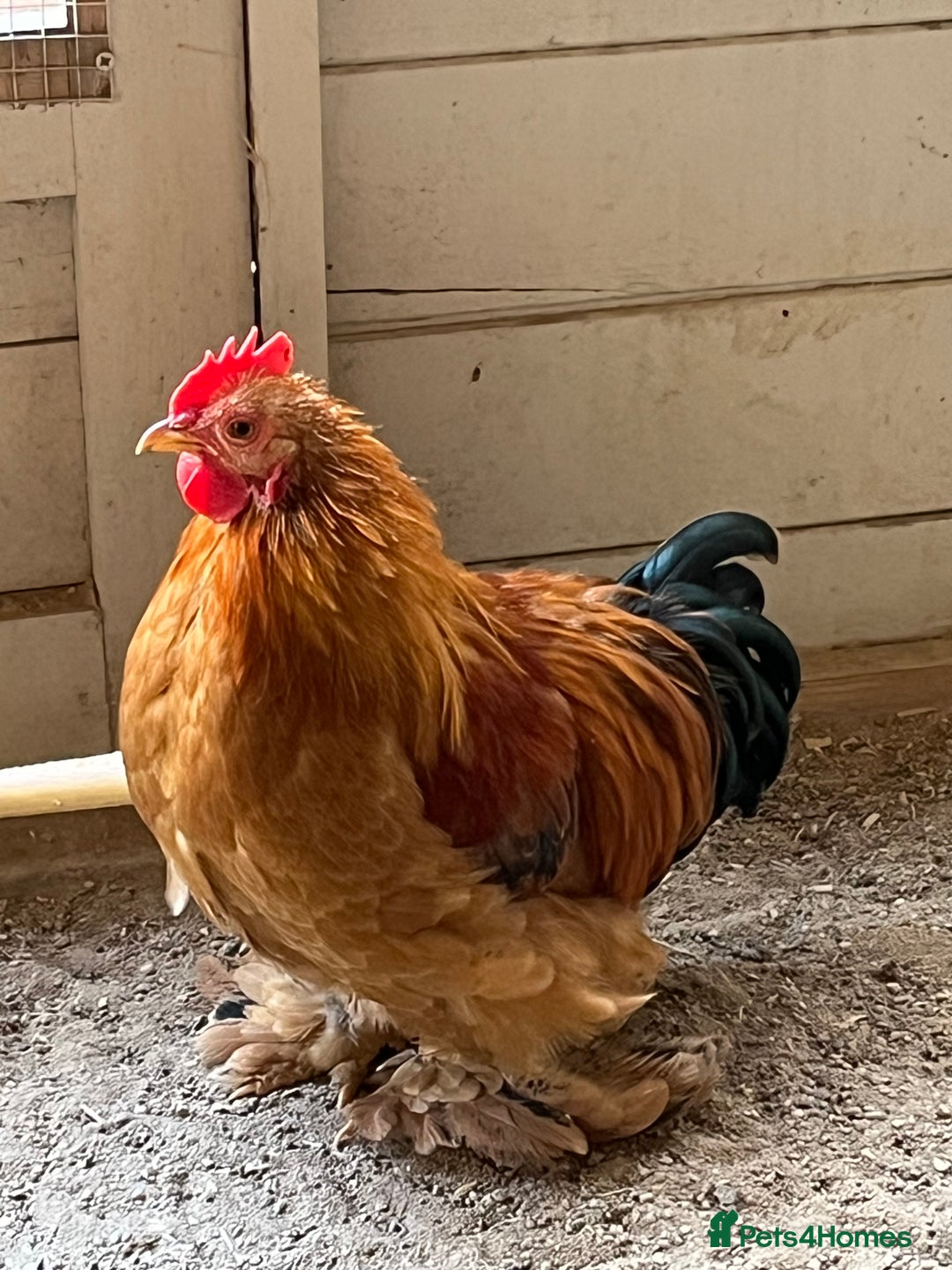 Chickens poultry for sale: 4x pekin bantams  - Image 3