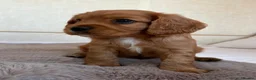 Cavalier King Charles Spaniel dogs for sale: Gorgeous Cavalier King Charles Puppies! - Advert 18