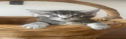 Mixed Breed cats for sale: 4Maine Coon Cross Male Kittens Need Loving Homes . - Advert 7