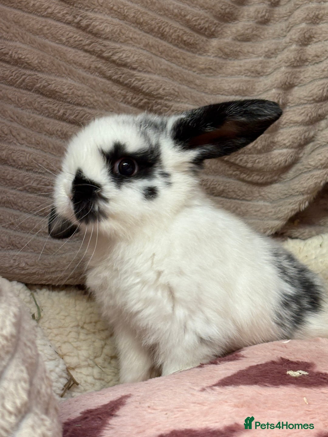 Mini Lop rabbits for sale: Stunning mini lops (vaccinated)  - Advert 6