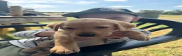 Labrador Retriever dogs for sale: KC Reg Health Tested Labrador Pups - Advert 14