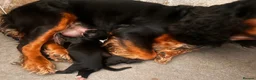 Cocker Spaniel dogs for sale: Beautiful Chunky Cocker Spaniel Pups - Advert 2