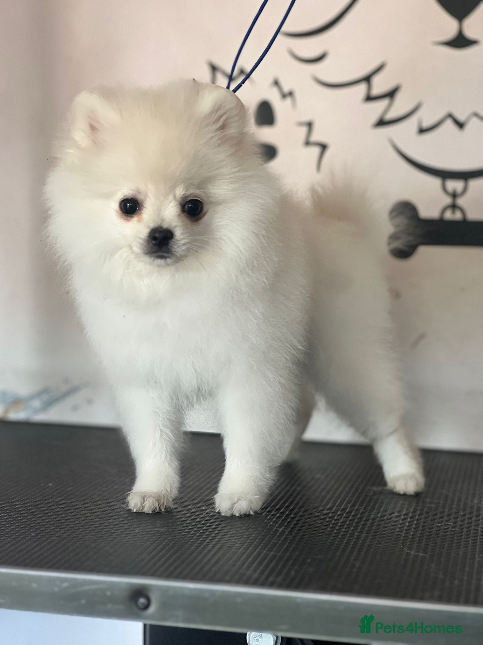 Pomeranian dogs Fully vaccinated gorgeous KC White Pomeranians - Advert 2