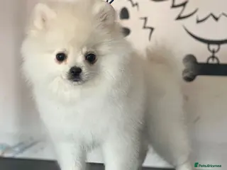 Pomeranian dogs Fully vaccinated gorgeous KC White Pomeranians - Advert 3
