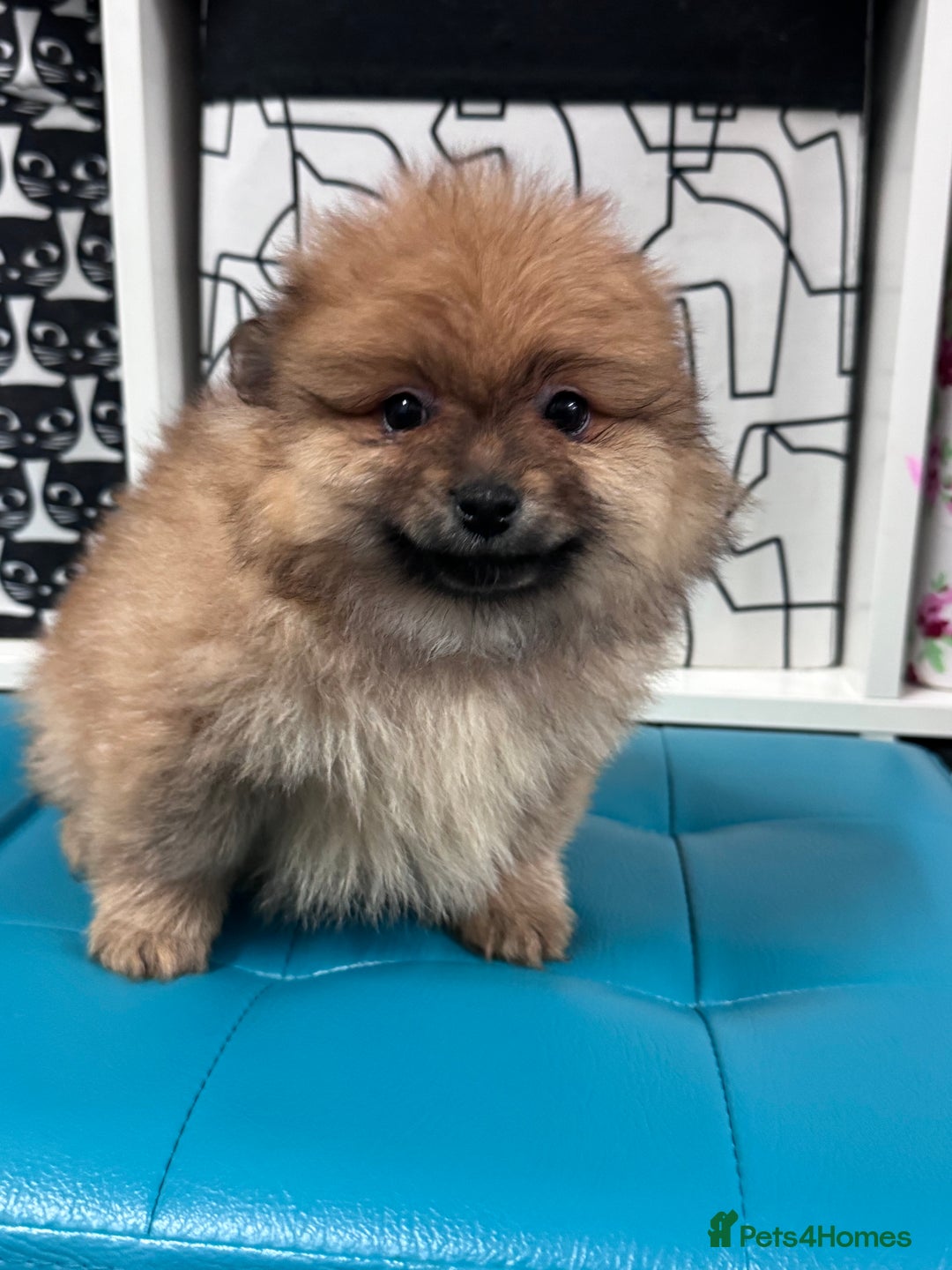 Pomeranian dogs for sale: FLUFFY POMERANIAN FOR SALE 🥰 - Advert 10