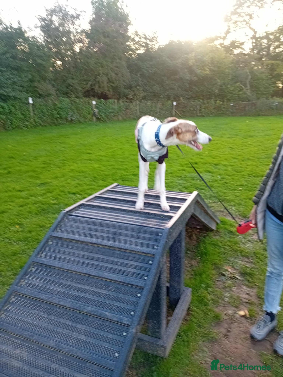 Mixed Breed dogs for sale: Mini whippet  - Advert 4