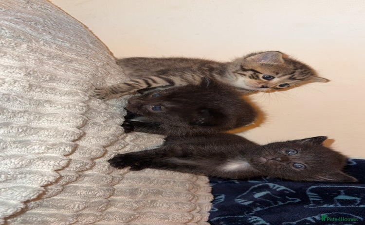 Domestic Shorthair cats - Advert 1
