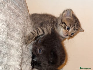 Domestic Shorthair cats - Advert 42