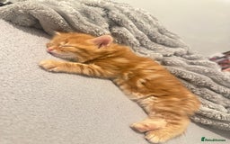 Mixed Breed cats for sale: Beautiful ginger kittens  - Image 5