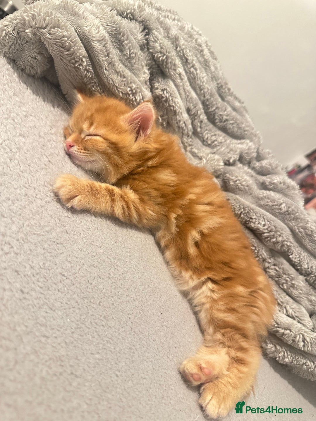 Mixed Breed cats for sale: Beautiful ginger kittens  - Image 5