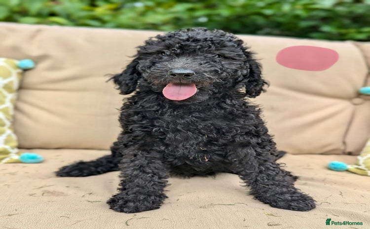 Irish Doodle dogs - Advert 1