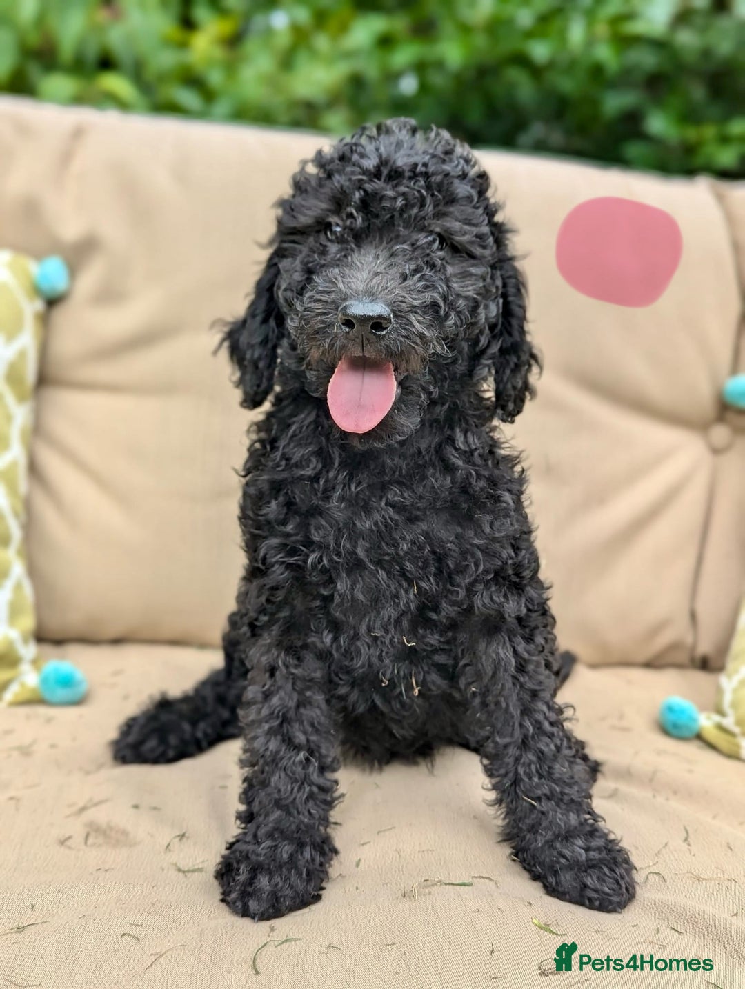 Irish Doodle dogs for sale: Irish Doodle Puppies - Fully Vaccinated- Ready Now - Image 2