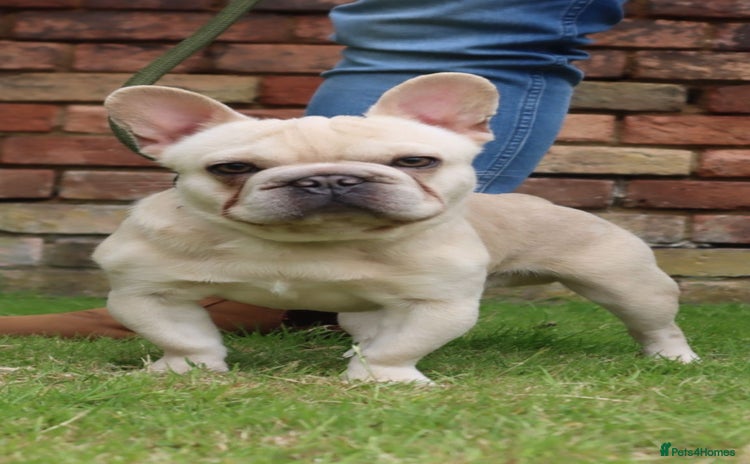 French Bulldog dogs - Advert 1