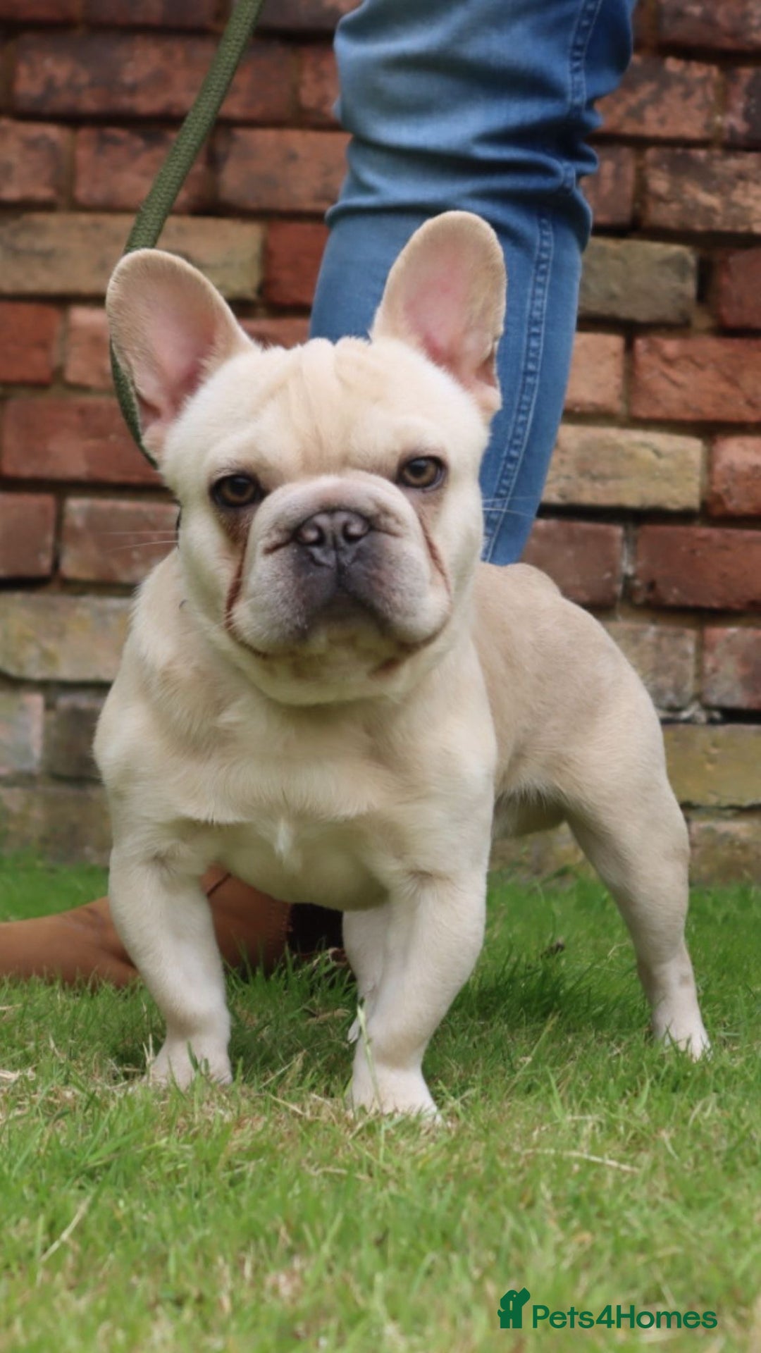 French Bulldog dogs for stud: 🔥🔥 BIG BEN 🔥🔥 - Image 1