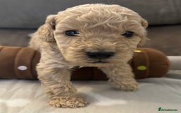 Labradoodle dogs for sale: Miniature Labradoodle puppies - Image 18