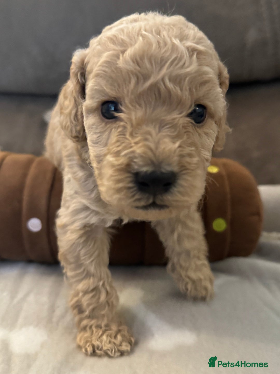 Labradoodle dogs for sale: Miniature Labradoodle puppies - Image 18