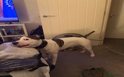 American Bull Staffy dogs for sale: American staff bull terrier  - Image 5