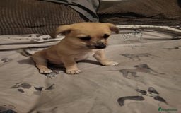 Mixed Breed dogs for sale: Fox terrier x chug puppies - Image 4