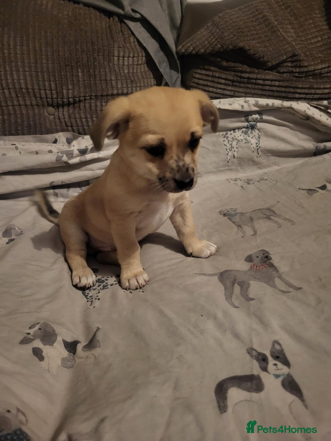 Mixed Breed dogs for sale: Fox terrier x chug puppies - Image 4