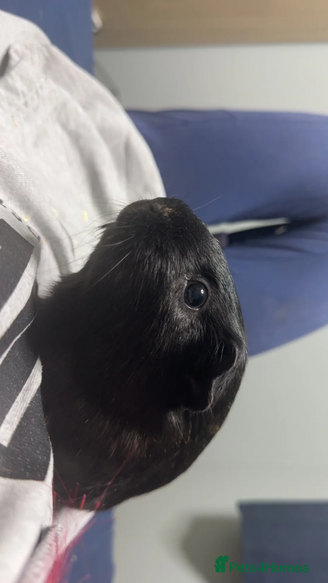 Guinea Pig rodents for sale: Guinea pigs sadly for rehoming  in Lincoln - Advert 2
