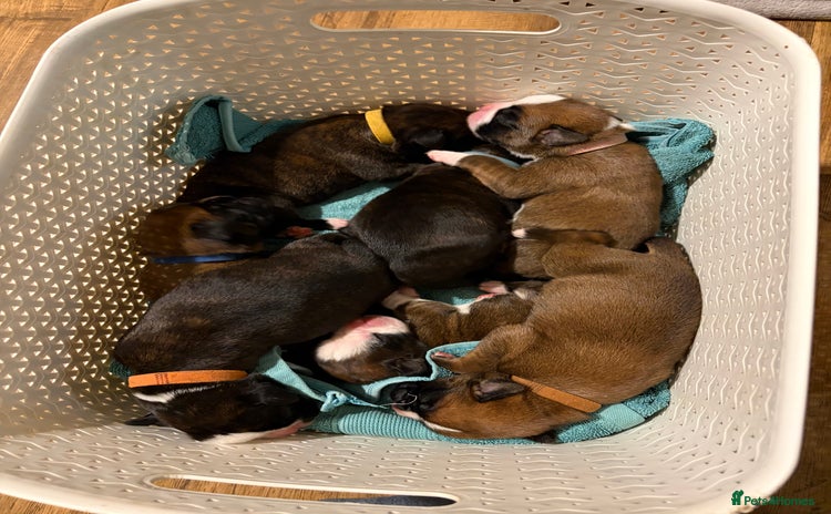 Boxer dogs ⭐️ HEALTH CHECKED KC REG ⭐️ - Advert 3