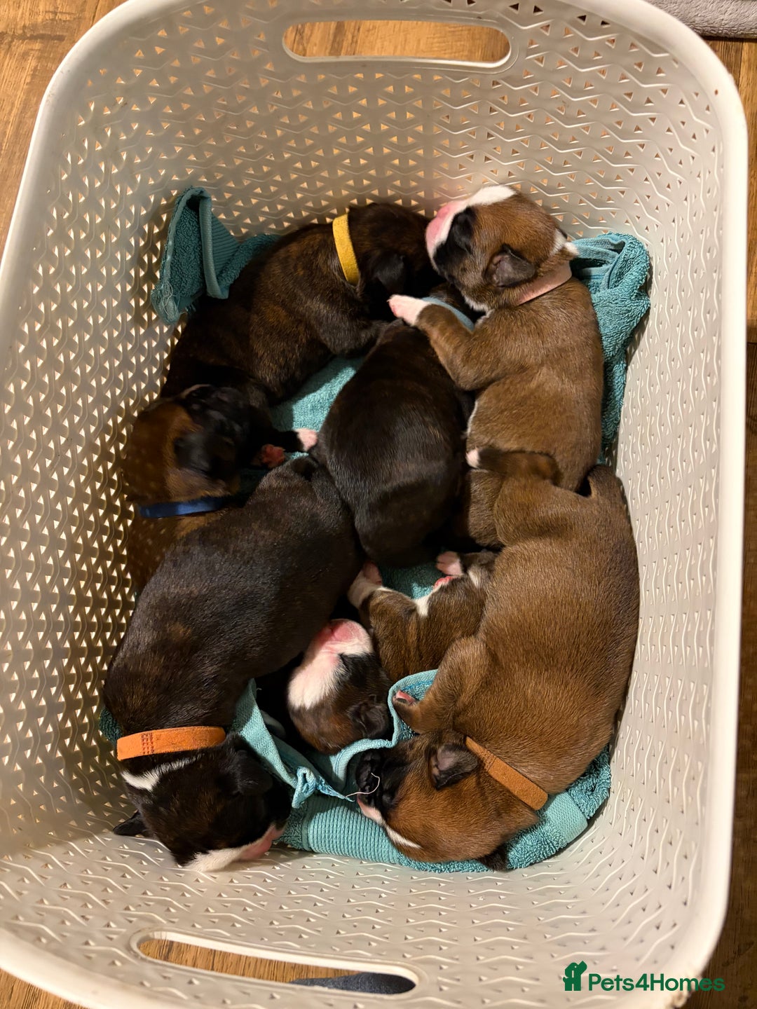 Boxer dogs for sale: ⭐️ HEALTH CHECKED KC REG ⭐️ - Advert 1