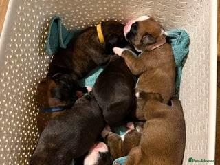 Boxer dogs ⭐️ HEALTH CHECKED KC REG ⭐️ - Advert 7