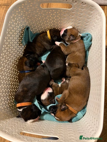 Boxer dogs ⭐️ HEALTH CHECKED KC REG ⭐️ - Advert 3
