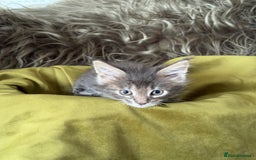 Maine Coon cats for sale: BEAUTIFUL PURE BREED MAINE COON KITTENS  - Image 11