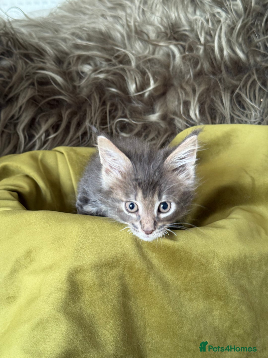 Maine Coon cats for sale: BEAUTIFUL PURE BREED MAINE COON KITTENS  - Image 11