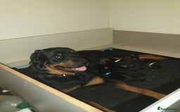 Rottweiler dogs for sale: Chunky big boned rottweilers  - Image 6