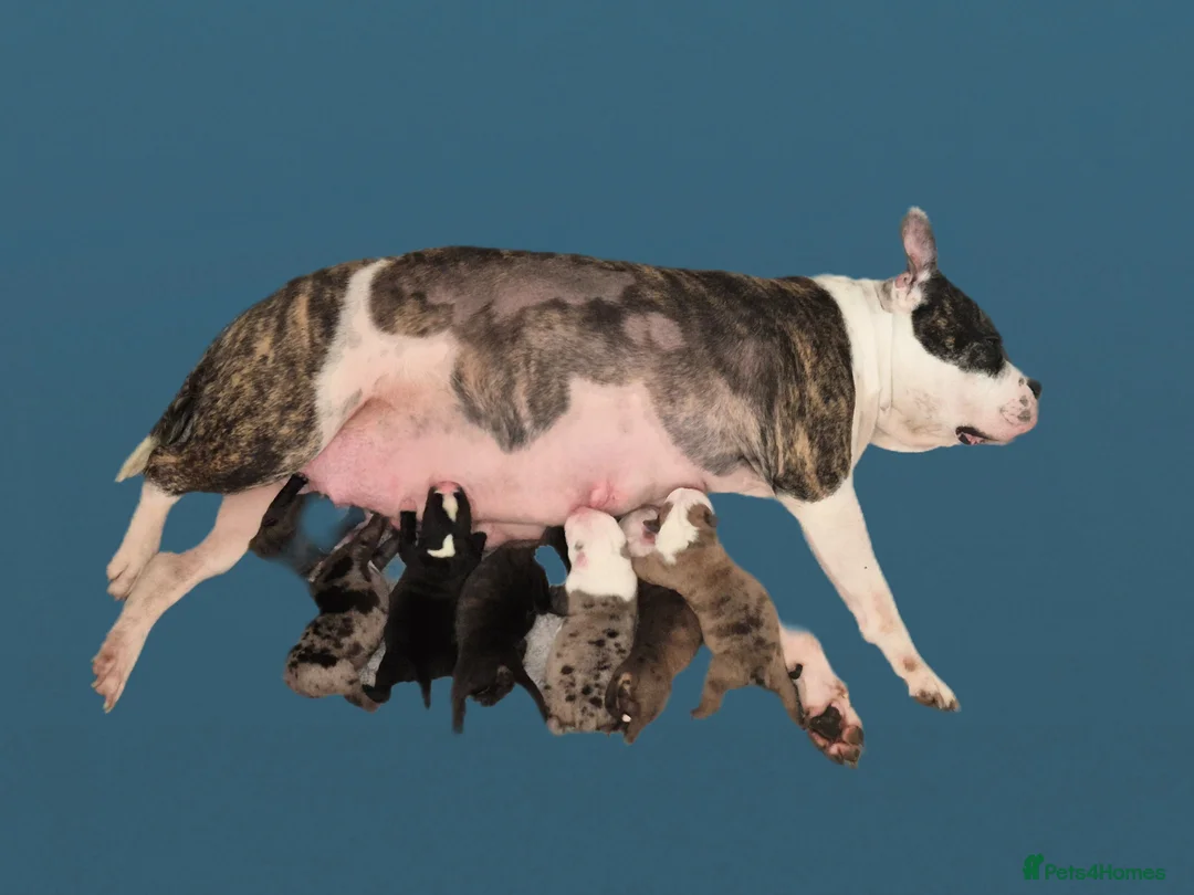 Mixed Breed dogs for sale: 3 handsome boys looking for there for ever home  - Advert 1