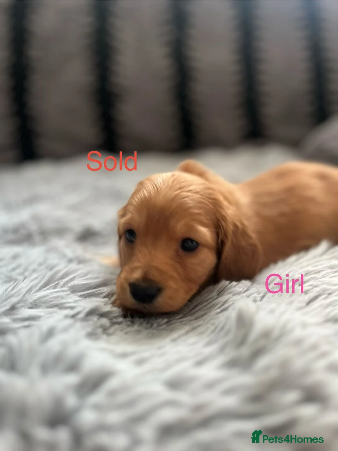 Miniature Dachshund dogs for sale: Longhaired miniature dachshund pups - Advert 13